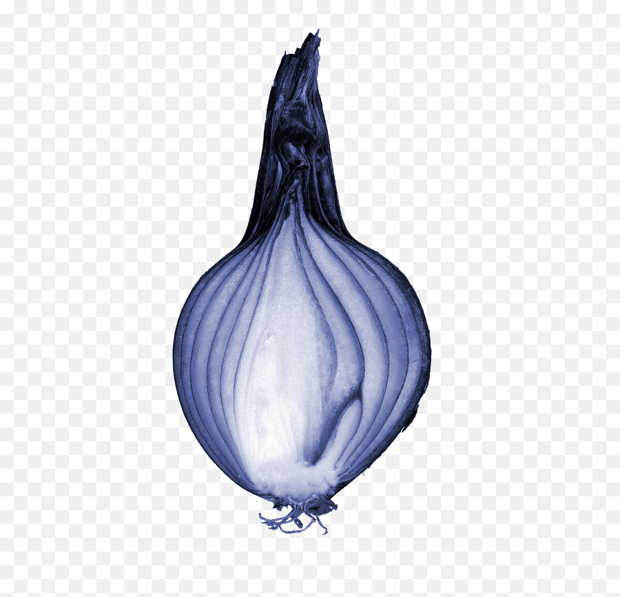 Fileblueonioncutpng - Wikipedia Cross Section Of Onion Bulb,Onion Png