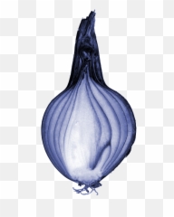 Fileblueonioncutpng - Wikipedia Cross Section Of Onion Bulb,Onion Png