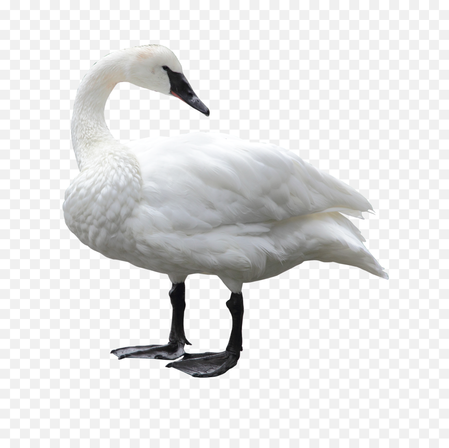 Bird Mute Swan Goose - Bird Png Download 768734 Free Swan Png,Goose Transparent