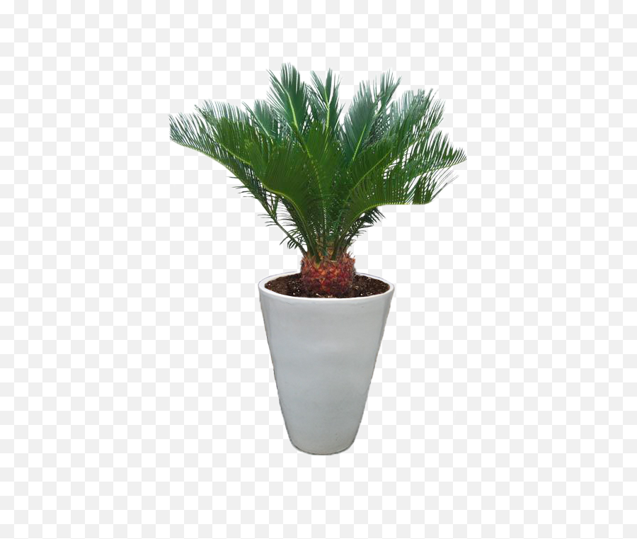 Index Of Images - Small Palm Trees Png,Araucaria Tree Brazil Icon