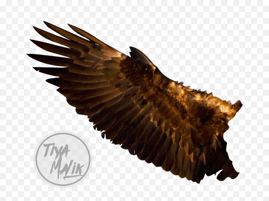 Download Wings Free Png Transparent Image And Clipart - Eagle Wing Transparent,Wings Transparent Background