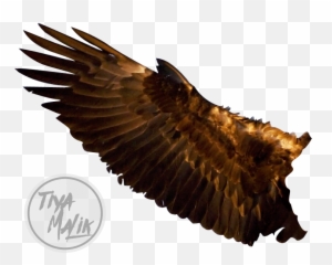Download Wings Free Png Transparent Image And Clipart - Eagle Wing Transparent