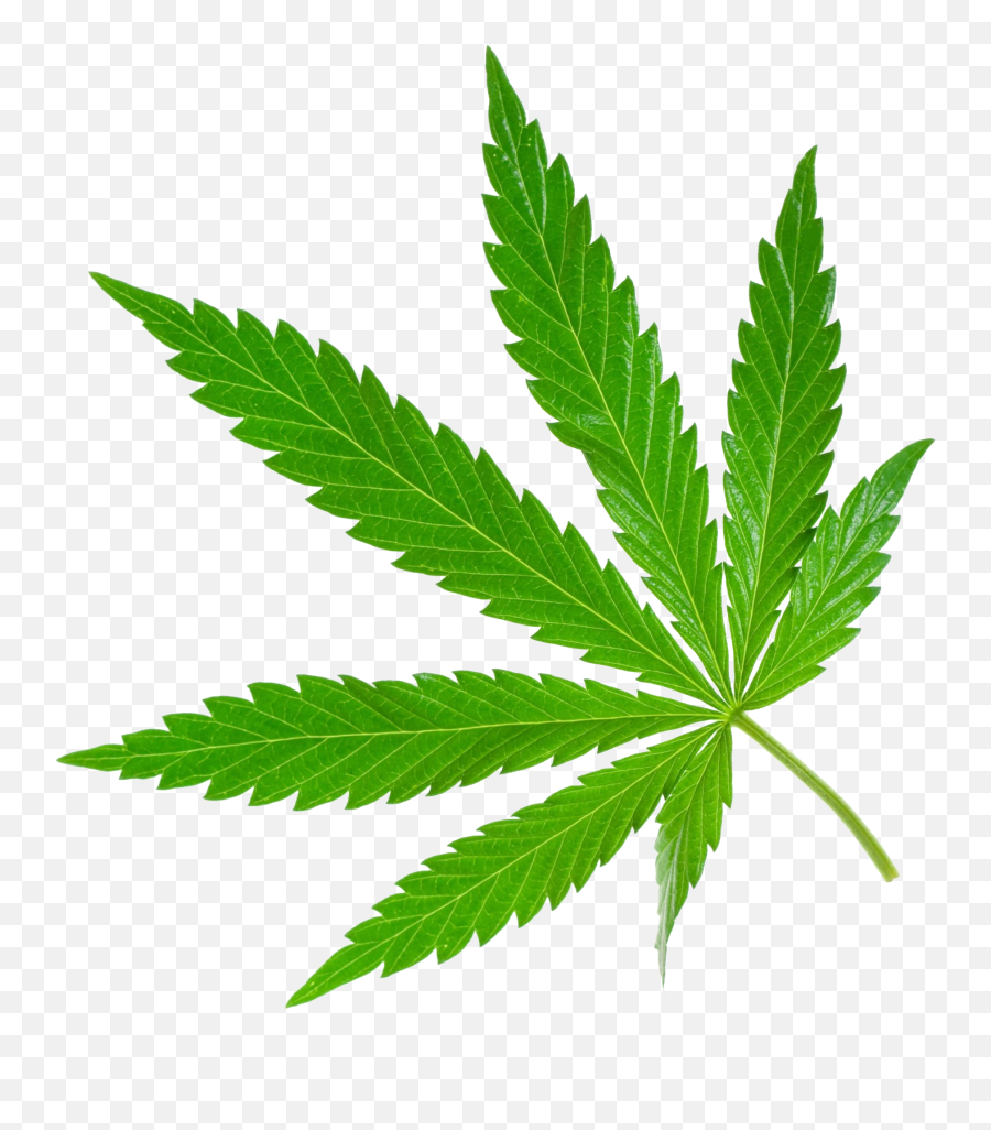 Cannabis Png Images Free Download - Marijuana Png,Weed Transparent Background