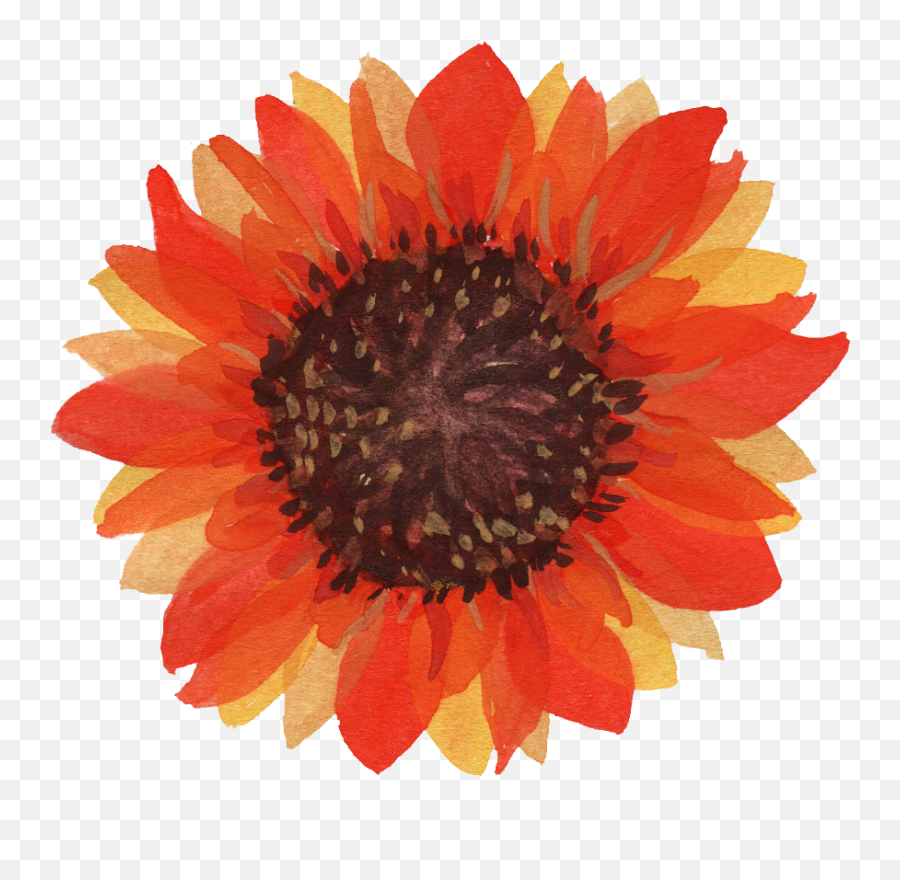 5 Watercolor Sunflower Transparent - Watercolor Transparent Background Flower Png Orange,Watercolor Sunflower Png