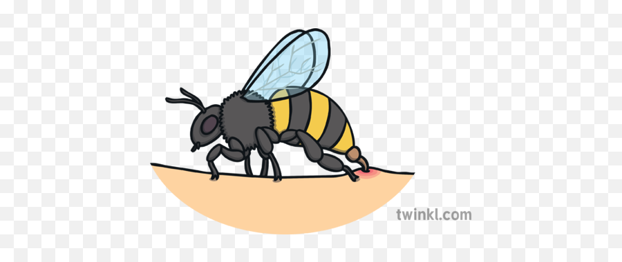 Bee Stinging Person Insect Sting Pain Venom Ks1 Illustration - Küçük Rapçiler Png,Sting Png