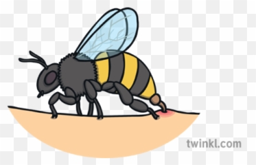 Bee Stinging Person Insect Sting Pain Venom Ks1 Illustration - Küçük Rapçiler Png,Sting Png