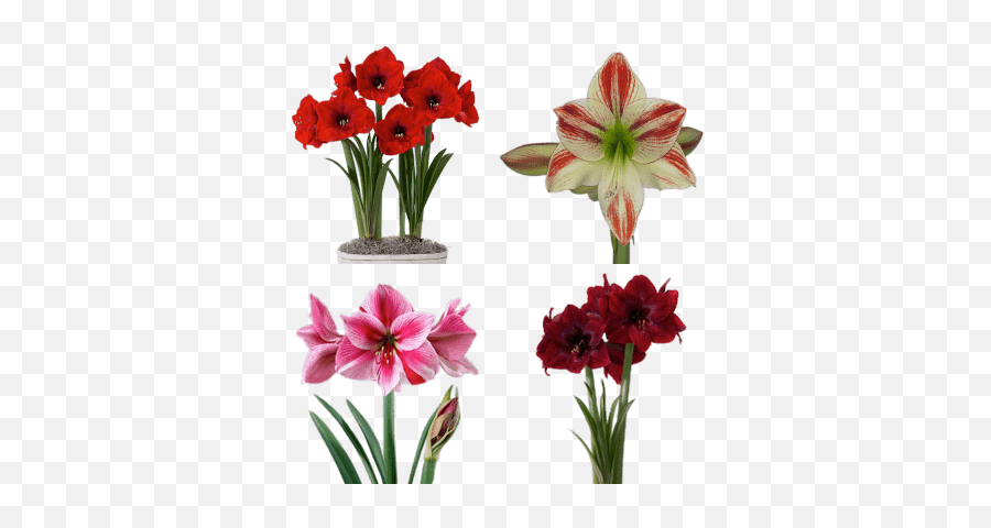 Flowers Transparent Png Images - Stickpng Red Pearl Amaryllis,Stick Png
