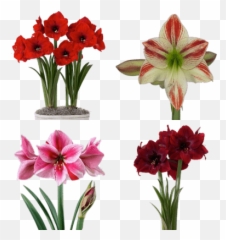 Flowers Transparent Png Images - Stickpng Red Pearl Amaryllis,Stick Png