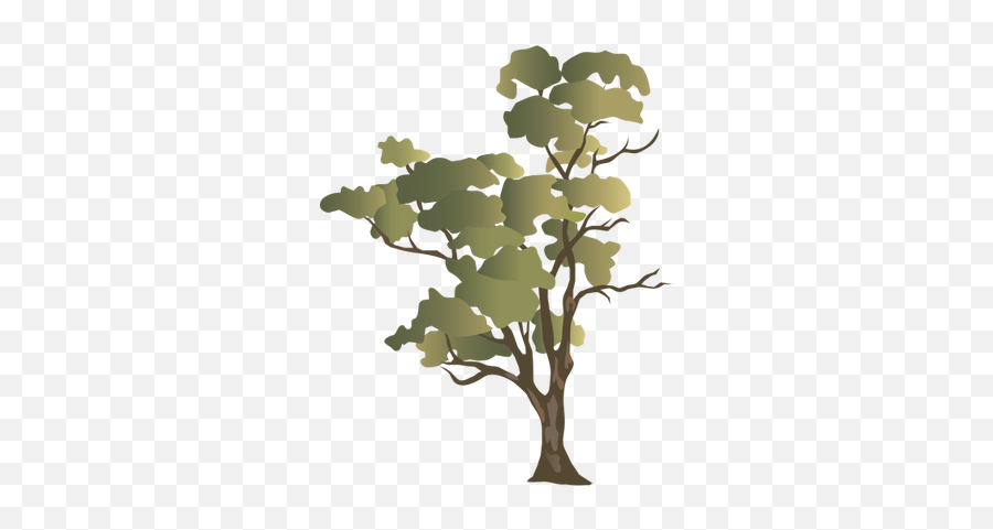 Download Hd Ian Symbol Eucalyptus Camaldulensis - Gum Tree Deciduous Trees And Evergreen Trees Png,Tree Symbol Png