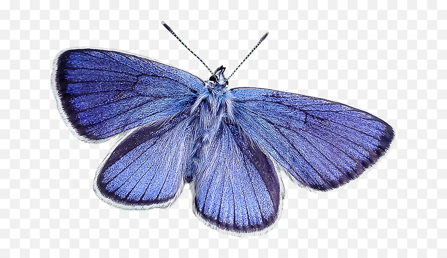 Butterfly Blue Nature - Free Photo On Pi 940170 Png Color,Blue Butterfly Transparent Background