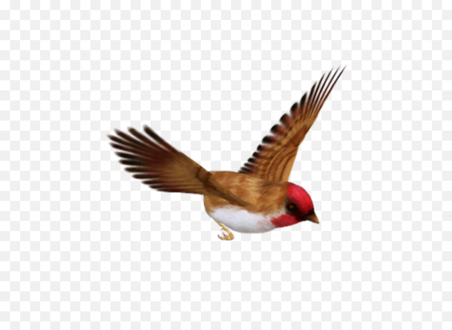 Birds Png Image Without Background - Single Flying Birds Png,Bird Flying Png