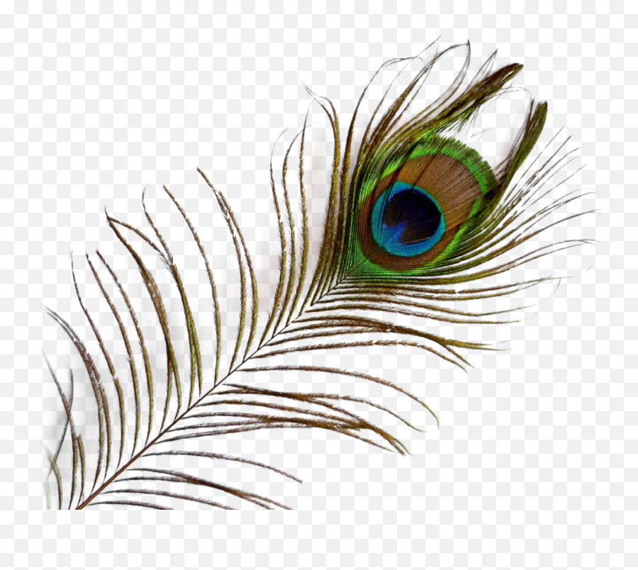 Png Image With Transparent Background - Peacock Feather Transparent Background,Feather Transparent Background