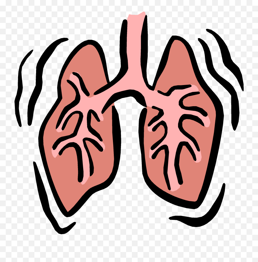Lungs Clipart Animated Transparent Free For - Clip Art Respiratory System Png,Lungs Png