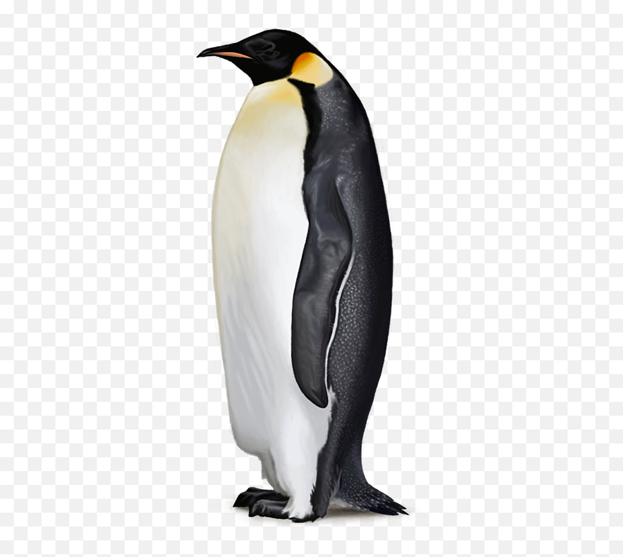 Penguin Free Png Image - Emperor Penguin Png,Penguin Png