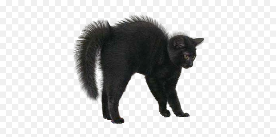 Download Black Cat Png Image For - Halloween Black Cat,Black Cat Transparent