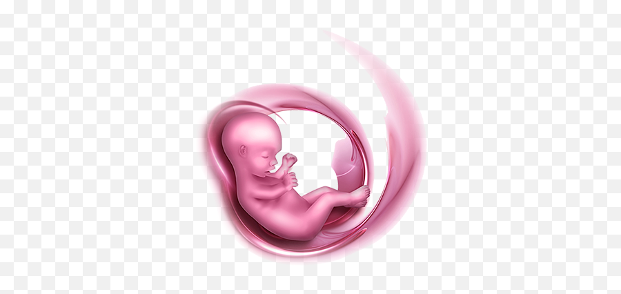 Png Transparent Baby In Womb - Baby In The Womb Transparent,Uterus Png