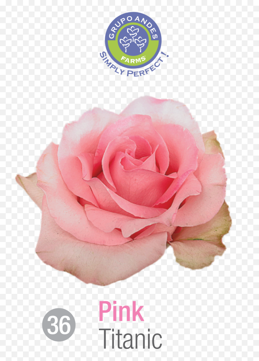Premium Roses 2018 U2014 Grupo Andes Png Titanic