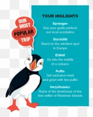 Puffin And Volcano Tour In Westman Islands - See The Biggest Png,Puffin Png