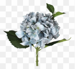 Hydrangea Png Image Mart - Bouquet,Hydrangea Png