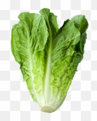 Romaine Lettuce - Romaine Lettuce Iceberg Lettuce Png,Romaine Lettuce Png