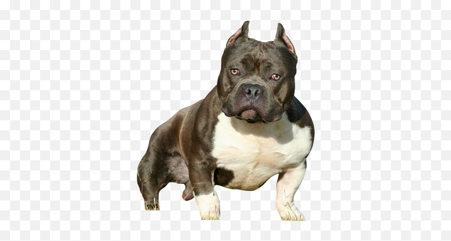 Psd - Transparent American Bully Png,Bully Png