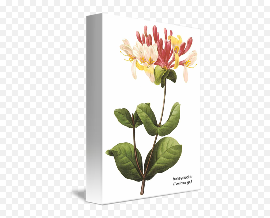 Honeysuckle Botanical - Art Of Nature Coloring Book 60 Illustrations Inspired By Vintage Botanical And Scientific Prints Png,Honeysuckle Png