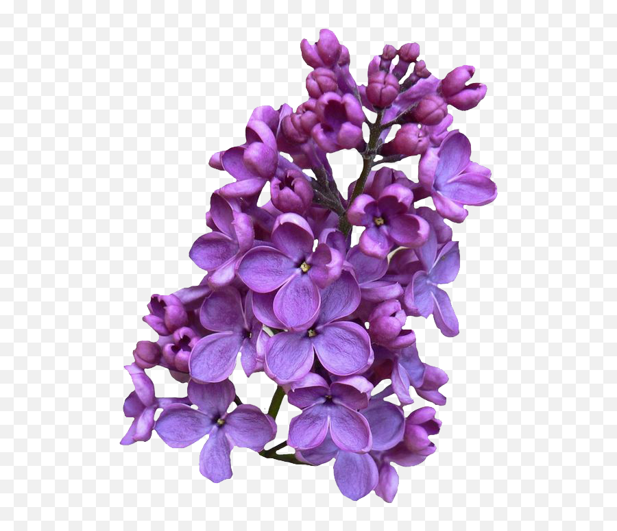 Lilac Png Clipart - Lilac Clipart Png,Lilac Png
