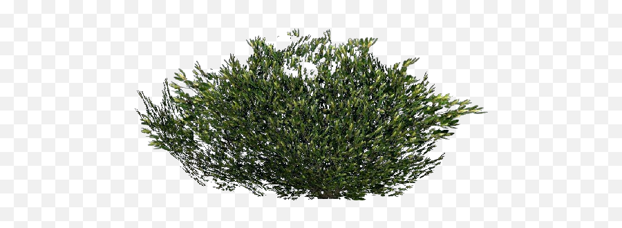 shrub transparent background