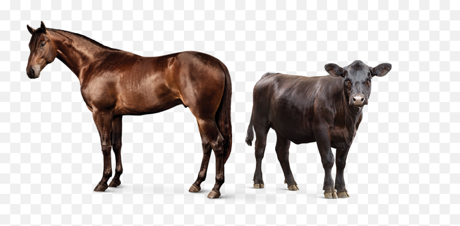 Animal Feed Supplements L Purina - Horse And Cow Png,Cattle Png