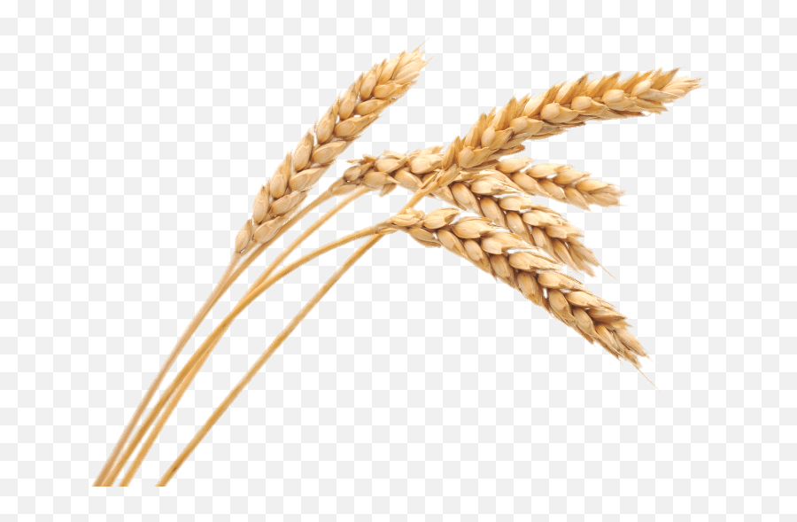 Wheat Spikes Transparent Png - Transparent Png Wheat Png,Grains Png
