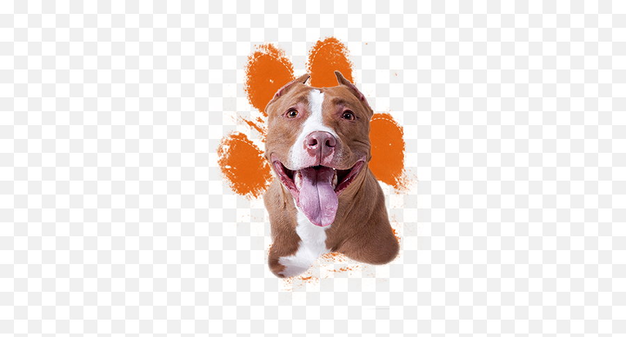 Bad To The Bone Or Misunderstood - American Staffordshire Terrier Red Nose Png,Pit Bull Png