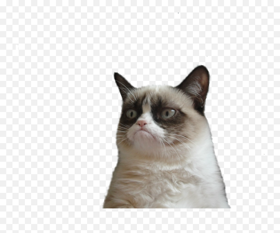 Angry Cat Png Picture - Grumpy Cat Transparent Background,Cat With Transparent Background
