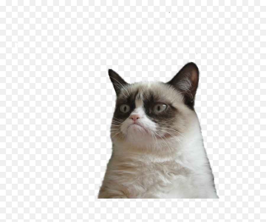 Funny Cat PNG Transparent Images Free Download