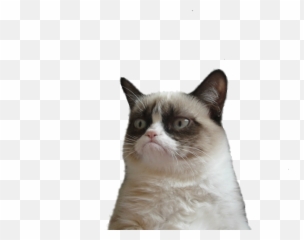 Angry Cat Png Picture - Grumpy Transparent Background