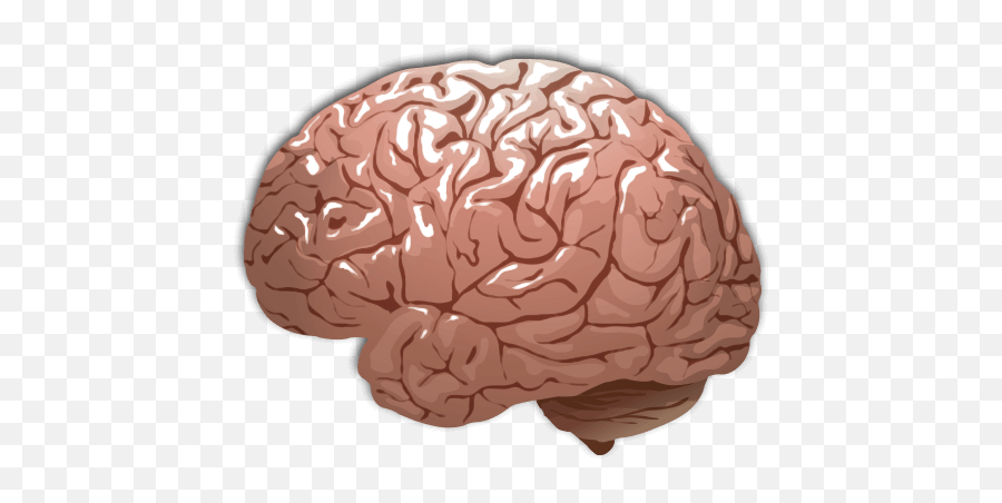 Brain Png Images Free Download - Human Brain Infographic,Human Brain Png