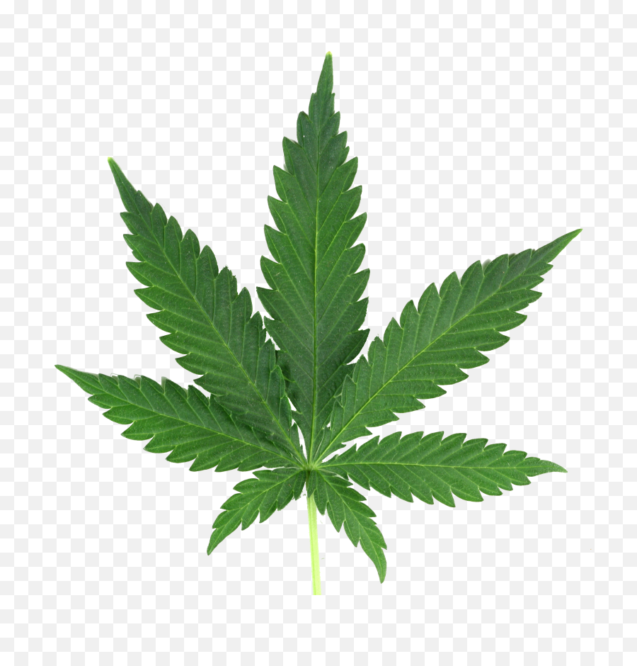 Download Weed Transparent Png - Cannabis Leaf Png,Weed Transparent Background