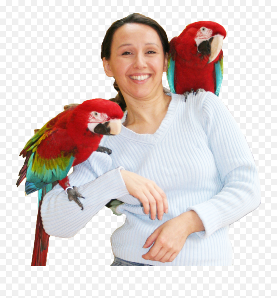 Download Tbs Header Ann 2 Aras - Parrot Full Size Png Macaw,Parrot Png