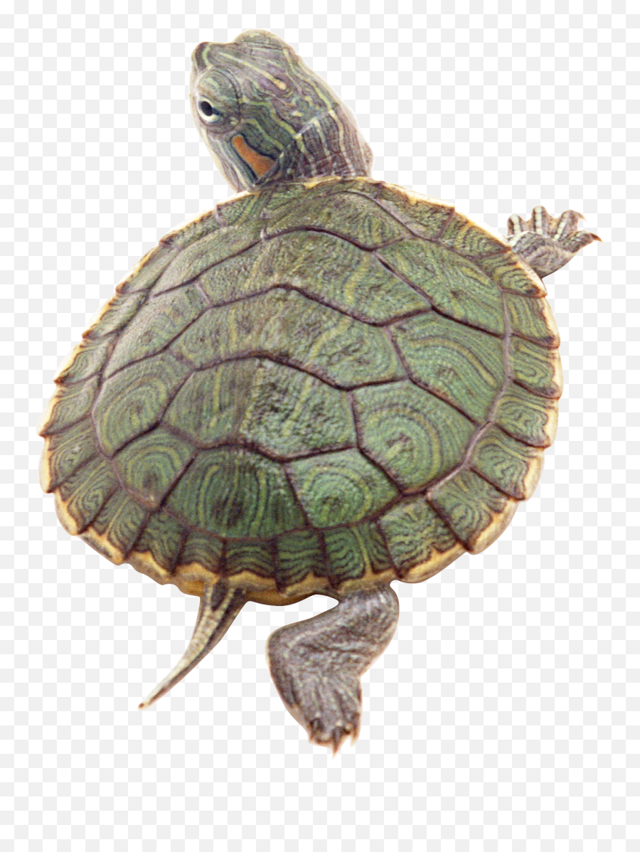 Turtle Png Images - Turtles Png Red Eared Slider,Reptiles Png