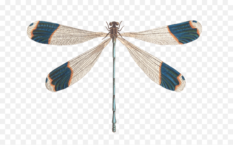 Dragonfly Wings - Dragonfly Png Illustration Png Download Dragonfly Illustration,Dragonfly Png