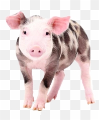 Pig Png Free Download