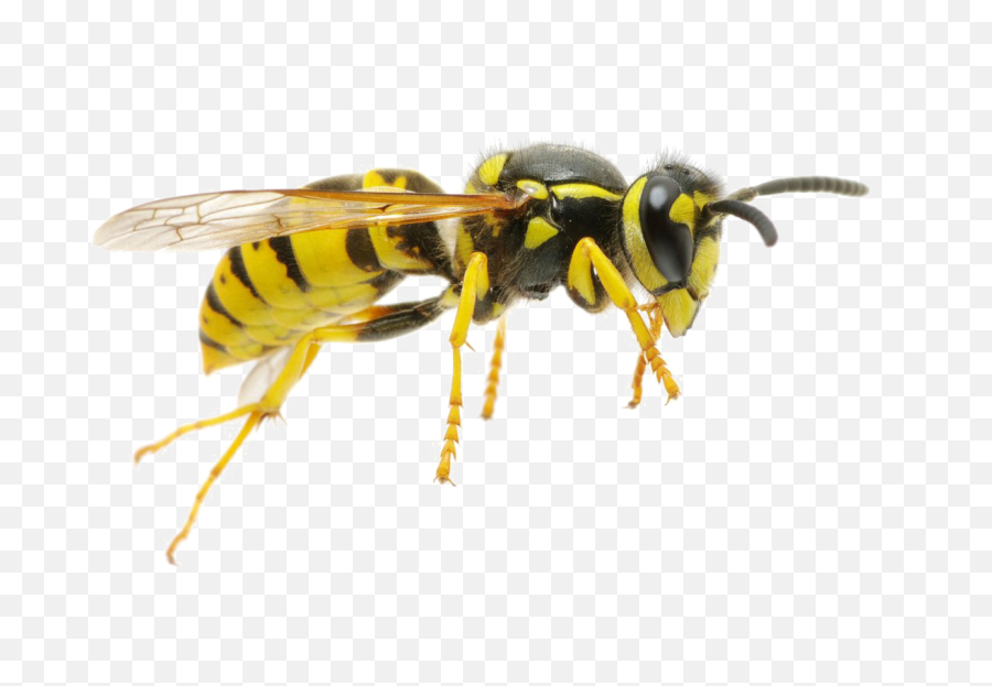 Wasp Png Transparent Image - Yellow Bees Transparent Wasp Png,Bees Png