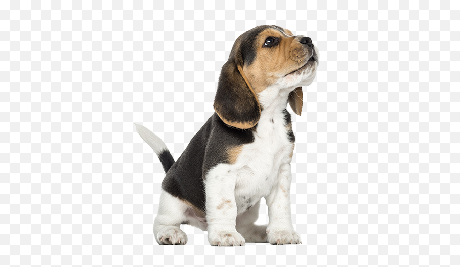 Beagle Png Image - Beagle Puppies Howling,Beagle Png