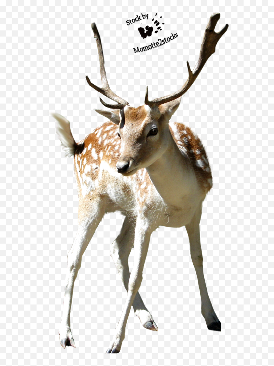 Download - Rusa Png,Deer Png