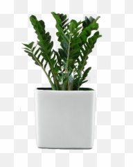 Ficus Retusa Houseplant Flower Garden - potted png Potted Plant Transparent Background