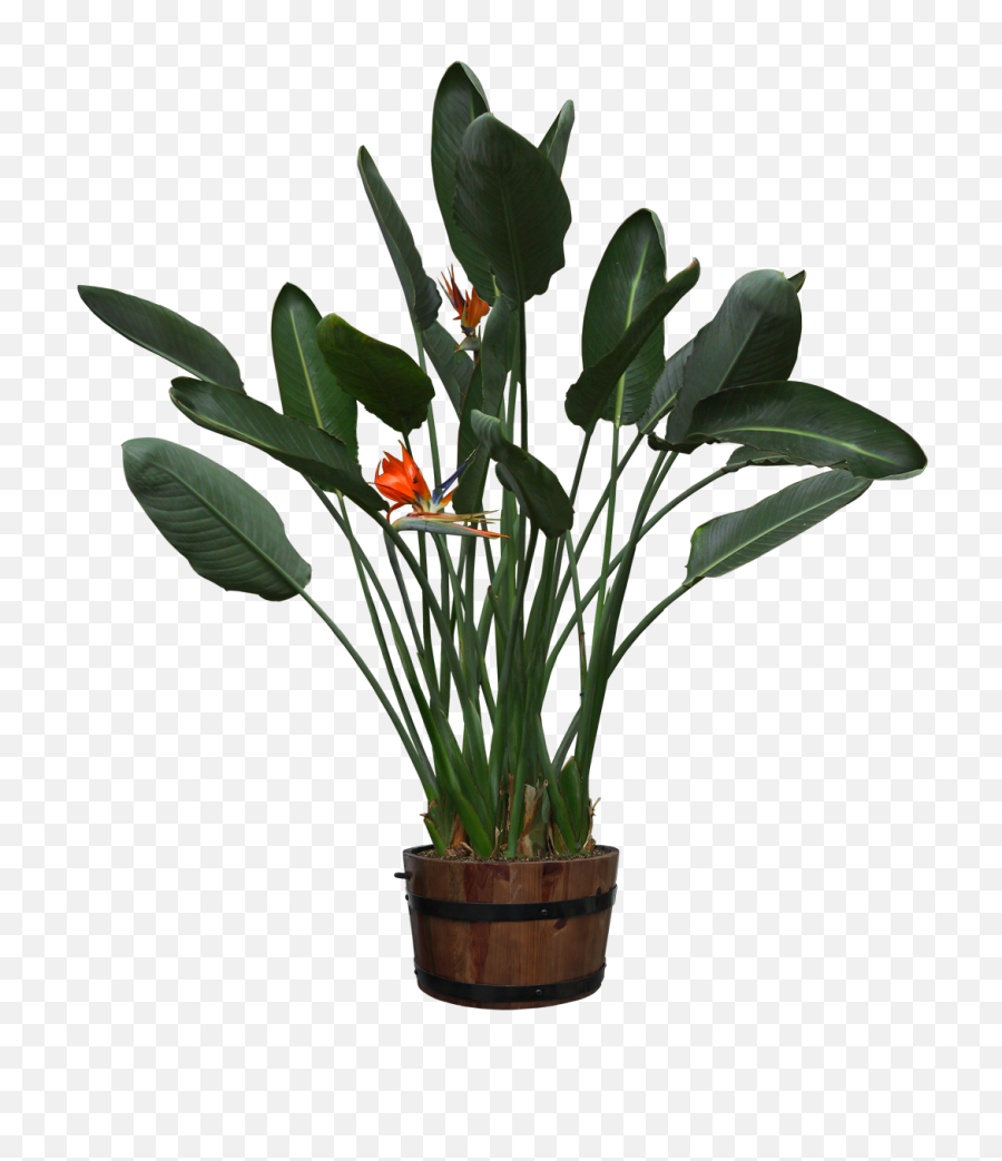 Download Visit - Cut Out Pot Plants Png Image With No Potted Plant Plant Silhouette,Jungle Plants Png