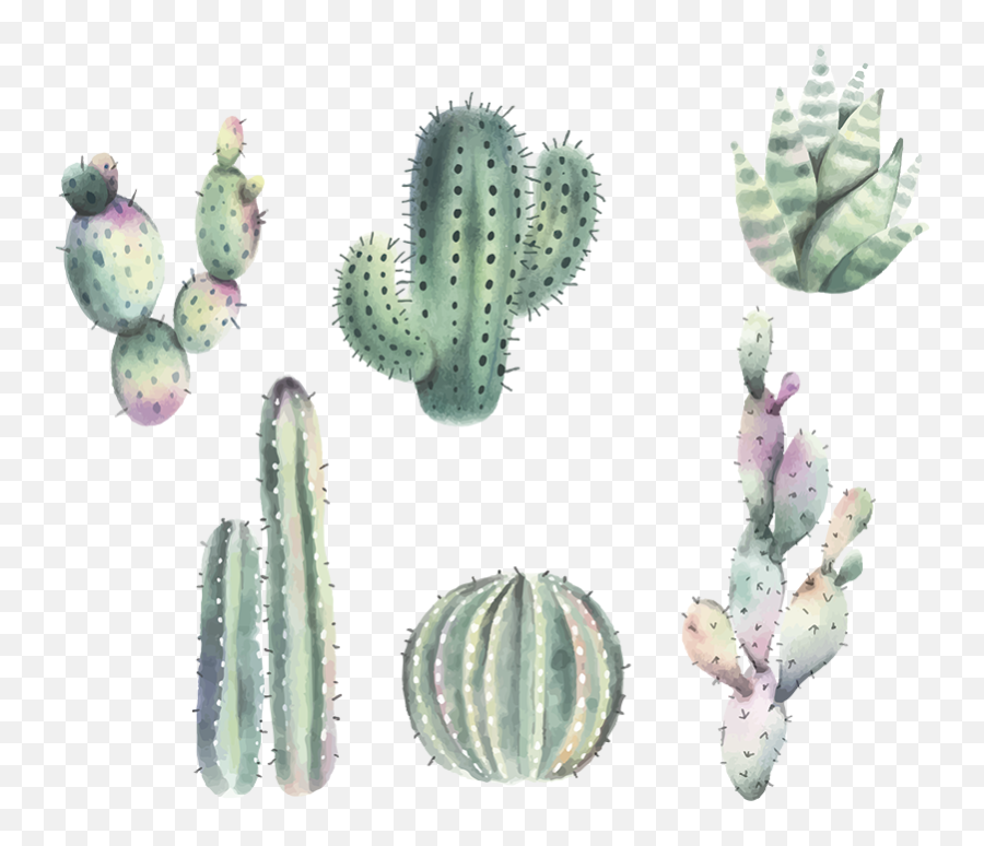 Nordic Style Cactus Wall Stickers - Cactus Disegno Png,Nopal Png