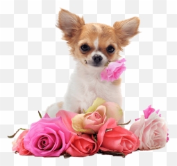 Dog Bath Png - Dogs Chihuahua Transparent Cartoon Jingfm Chihuahua Backgrounds,Bath Png