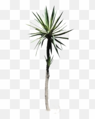 Png V55 Pictures Desert Jn64 - Plants Transparent