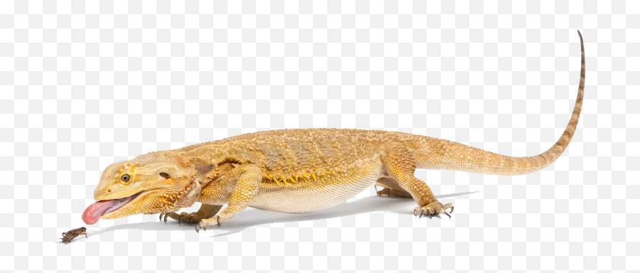 Bearded Dragon Png File - Bearded Dragon Transparent Background,Bearded Dragon Png
