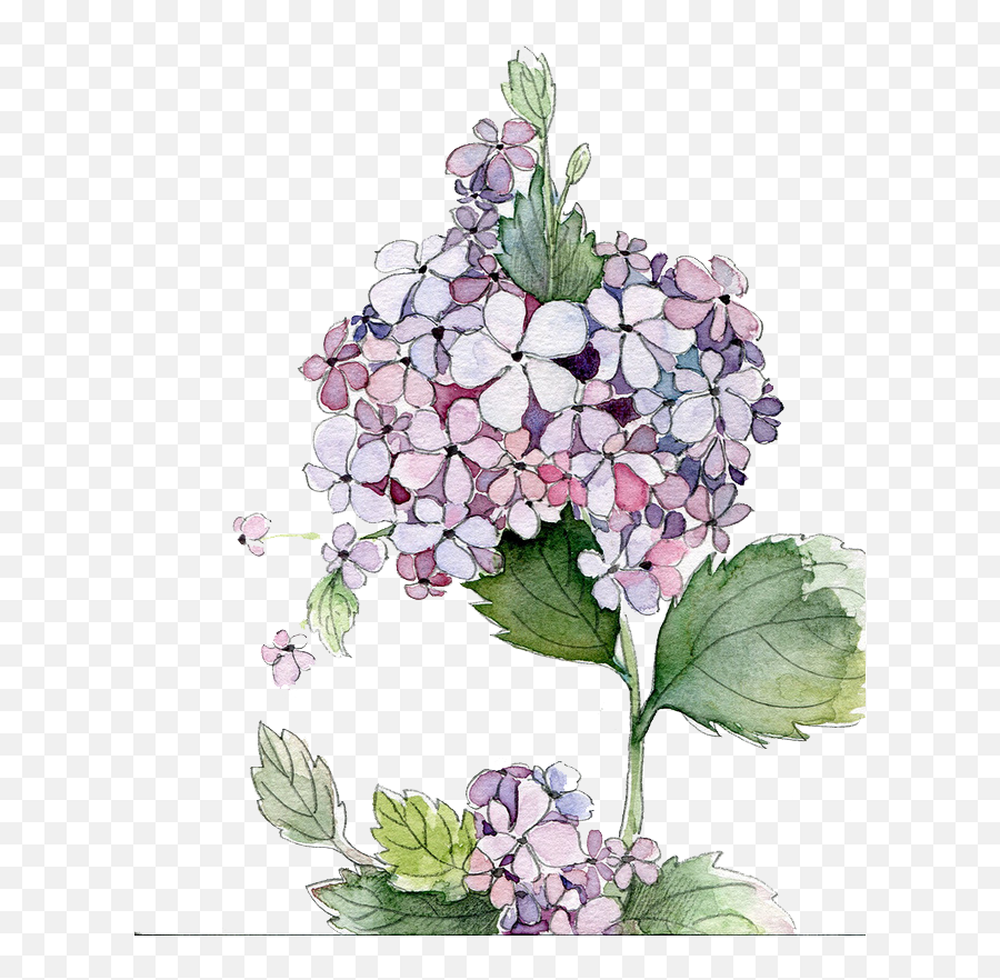 Download Picture Royalty Free Stock Painting Flower Flowers - Png Clipart Hydrangea Watercolor,Hydrangea Png